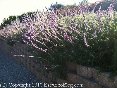 California Drought Resistant Native Plants