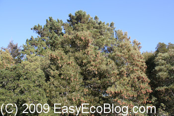 Trees, Green Trees