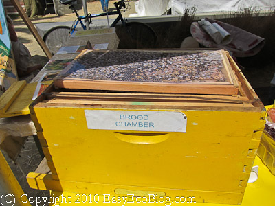 bee hive, honeybee